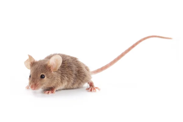 Ratón pequeño —  Fotos de Stock