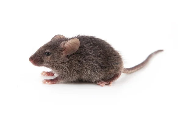 小規模のマウス — ストック写真
