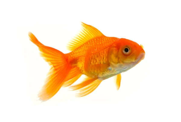 Goldfish Stock Picture
