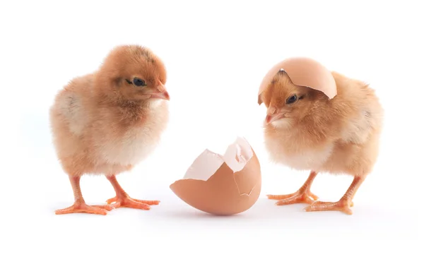De gula små kycklingarna med ägg — Stockfoto