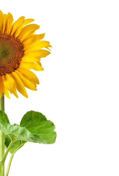 Die schöne Sonnenblume — Stockfoto