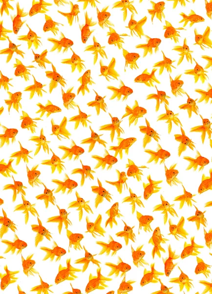 Goldfishes — Stock Photo, Image