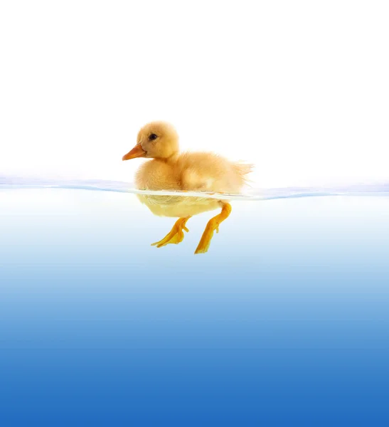 Yellow Duckling Swimming Isolated White Background — Stock Photo, Image