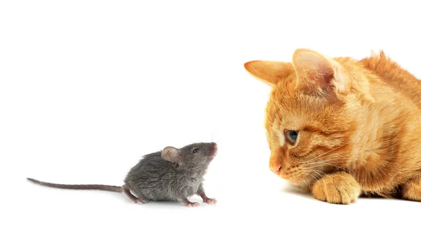 Мышь Кошка Изолированы Белом Фоне — стоковое фото