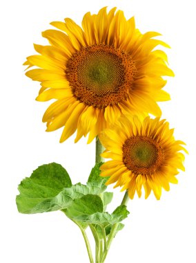 The beautiful sunflower clipart