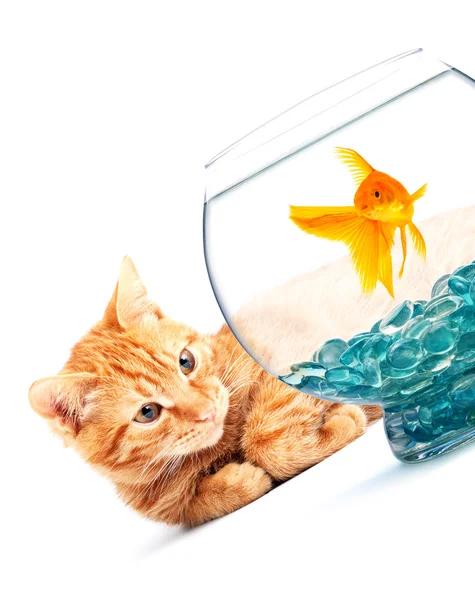 金魚と猫 — ストック写真