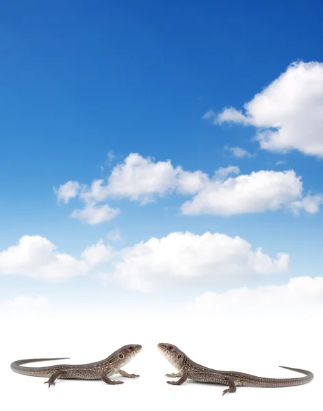 Set Von Neun Verschiedenen Eidechsen Isoliert Auf Weißem Hintergrund — Stockfoto