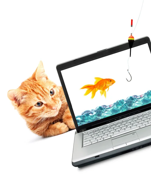 Goudvis Kat Laptop Geïsoleerd Witte Achtergrond — Stockfoto