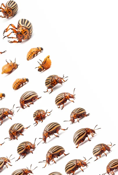 生活和死了科罗拉多马铃薯甲虫 — 图库照片