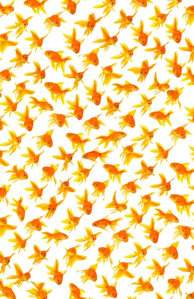 Beyaz Bir Arka Plan Üzerinde Izole Goldfishes Kümesi — Stok fotoğraf
