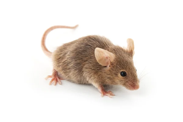 stock image Small mouse isolated on a white background