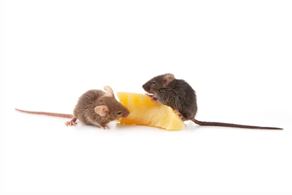 Ratones y queso — Foto de Stock