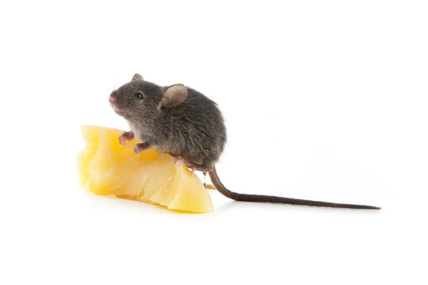 Мышь Сыр Изолированы Белом Фоне — стоковое фото
