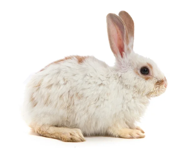 Белый кролик — стоковое фото