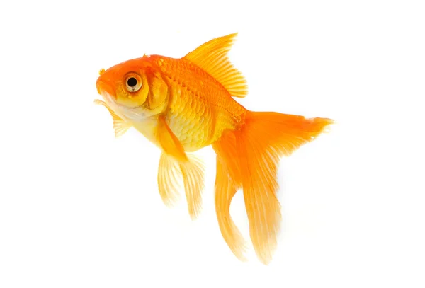 Beyaz Arka Planda Izole Edilmiş Altın Balık — Stok fotoğraf