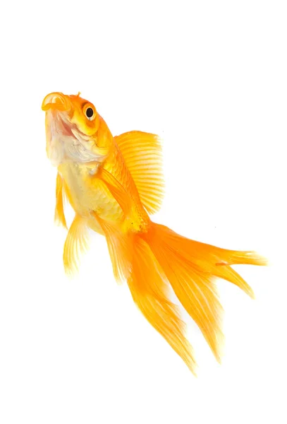 Zlaté rybky — Stock fotografie