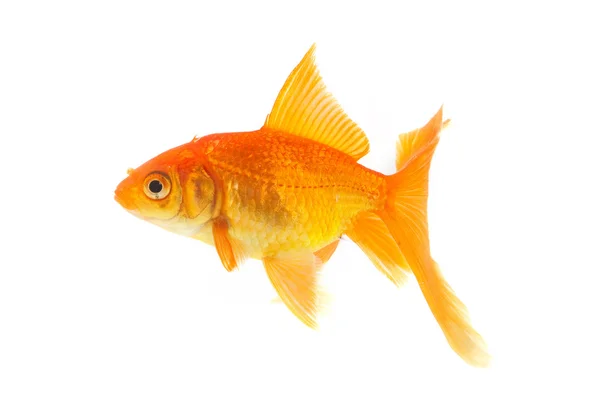 白地に隔離された金魚 — ストック写真