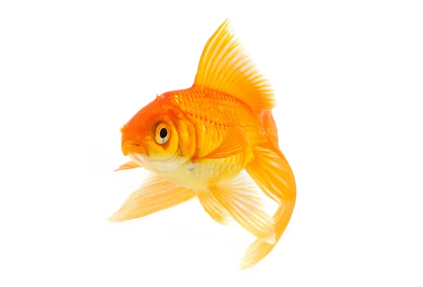 Peixe Dourado Isolado Sobre Fundo Branco — Fotografia de Stock