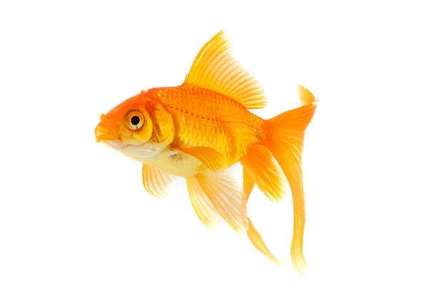 Goldfish Royalty Free Stock Photos