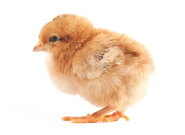 The yellow small chick — Stock Photo, Image