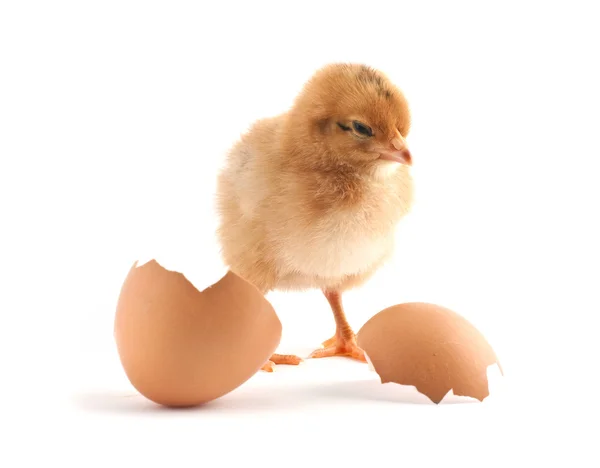 Gula Små Kycklingarna Med Ägg Isolerad Vit Bakgrund — Stockfoto