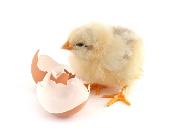 白い背景で隔離の卵の黄色の小さな雛 — ストック写真