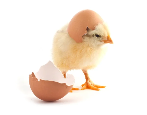 Gula Små Kycklingarna Med Ägg Isolerad Vit Bakgrund — Stockfoto