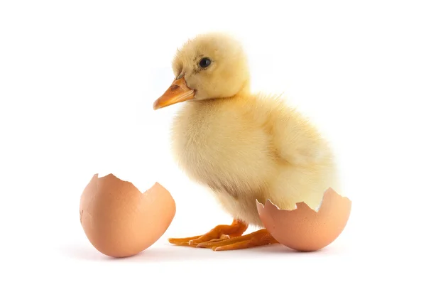 Bebek Kecil Kuning Dengan Telur Terisolasi Pada Latar Belakang Putih — Stok Foto