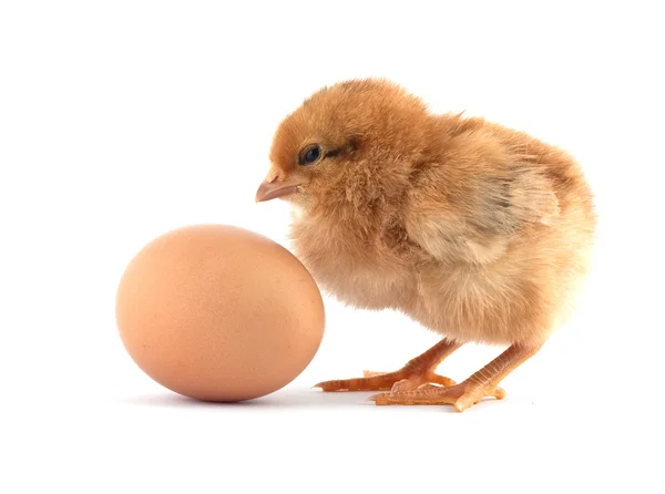 Gula små kycklingar — Stockfoto