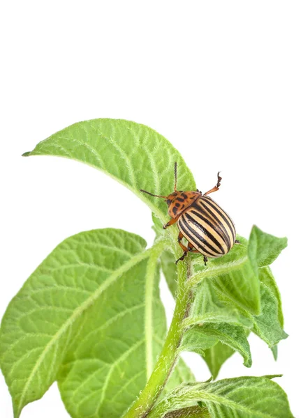 绿色的叶子上科罗拉多马铃薯甲虫 — 图库照片