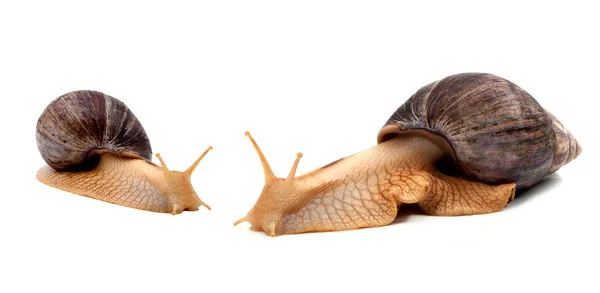 One Brown Snail Isolated White Background — Stock Photo, Image