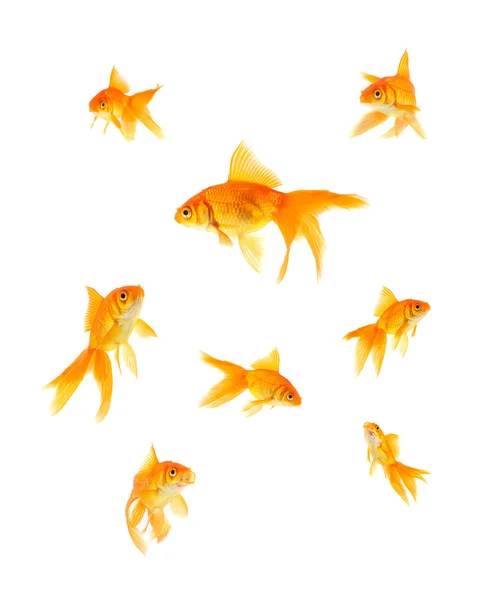 Três peixes-dourados — Fotografia de Stock