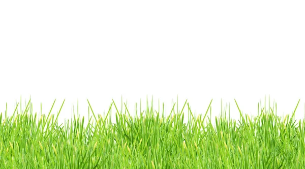 Geïsoleerd Groen Gras Een Witte Achtergrond — Stockfoto