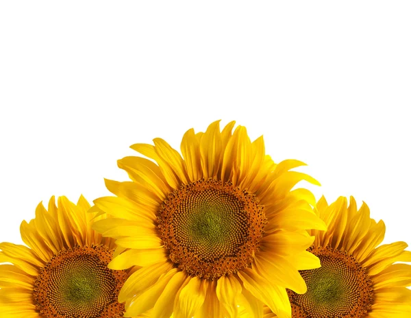 Die Schönen Sonnenblumen Isoliert Auf Weißem Hintergrund — Stockfoto