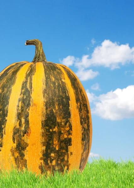 Pumpkin Żółty Białym Tle Niebieskim Tle — Zdjęcie stockowe
