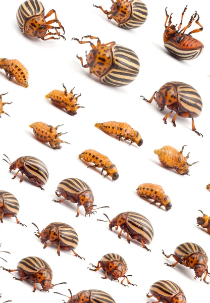 生活和死了科罗拉多马铃薯甲虫 — 图库照片