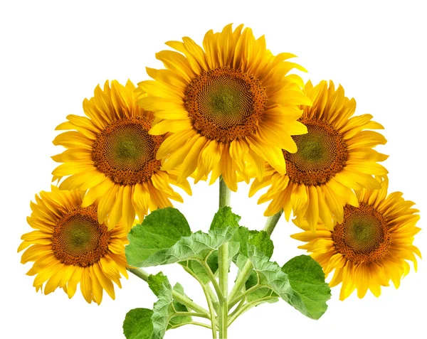 Krásné Slunečnice Izolovaných Bílém Pozadí — Stock fotografie