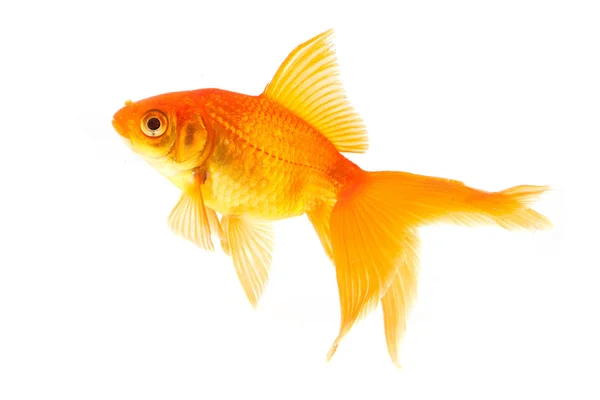 Zlaté Ryby Izolované Bílém Pozadí — Stock fotografie
