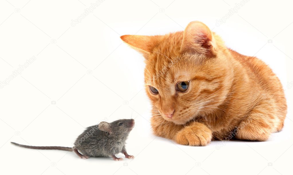 Mouse and cat isolated on white background