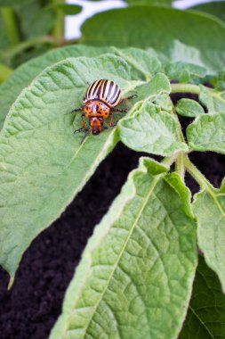 Colorado potato beetle clipart