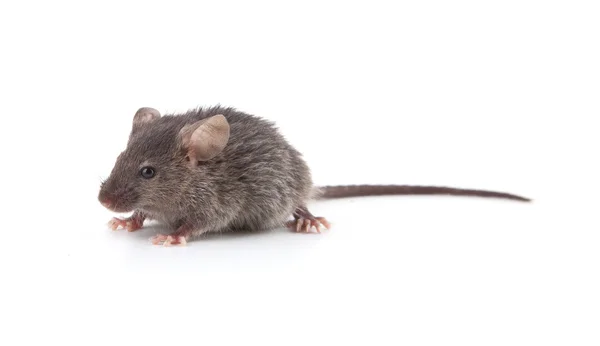 Pequeno Rato Isolado Sobre Fundo Branco — Fotografia de Stock
