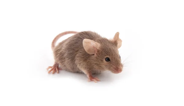 小さなマウスの白い背景で隔離 — ストック写真