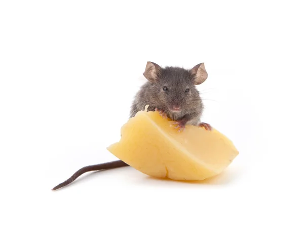 マウスとチーズ — ストック写真