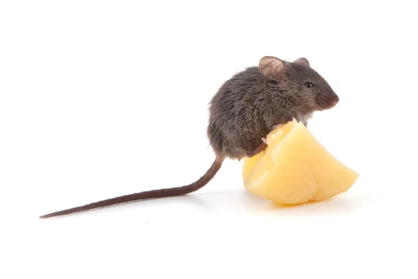 マウスと白い背景で隔離のチーズ — ストック写真