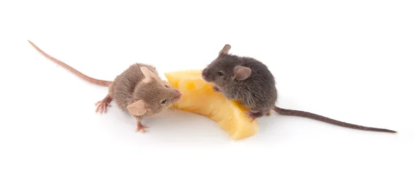 Mice and cheese — Stock Photo, Image