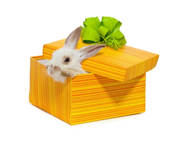 Rabbit Yellow Box Ribbon — Stock Photo, Image