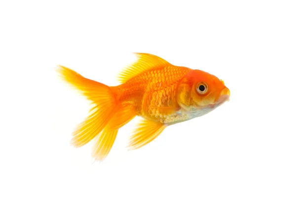 Gold Fish Isolated White Background — Stock Photo, Image