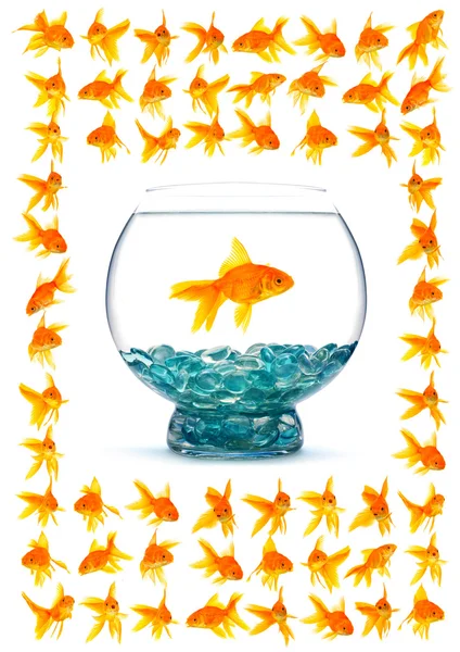 Goldfishes — Stock Photo, Image