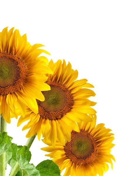 Die schöne Sonnenblume — Stockfoto