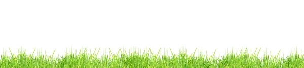 Hierba verde aislada — Foto de Stock